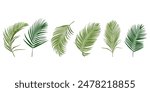 Tropical leaves vector set. Phoenix palm leaf isolated on white background. Simple flat vector.