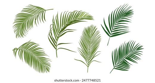 Tropical leaves vector set. Phoenix palm leaf isolated on white background. Simple flat vector.