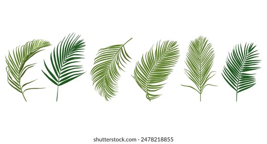 Tropical leaves vector set. Phoenix palm leaf isolated on white background. Simple flat vector.