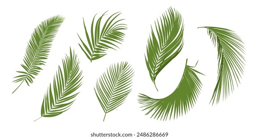 Tropical leaves vector set. Phoenix palm leaf isolated on white background. Simple flat vector.	