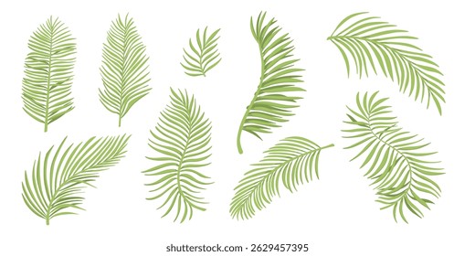 Tropical leaves vector set. Phoenix palm leaf isolated on white background. Simple flat vector illustration for your design style