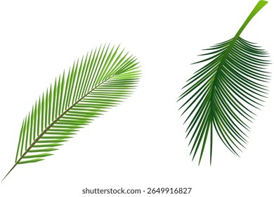 Tropical leaves vector set. Phoenix palm leaf. Isolated design vector illustration on green and white background.
