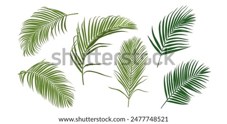 Tropical leaves vector set. Phoenix palm leaf isolated on white background. Simple flat vector.