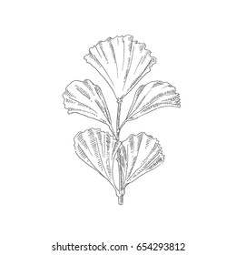 Tropical leaves. Vector sketch objects isolated on white background.