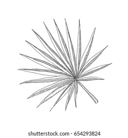 Tropical leaves. Vector sketch objects isolated on white background.