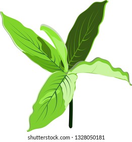 tropical leaves.Ginger, galangal, lemongrass, Drawing a flat vector illustration for a separate background, decorated with natural green concepts and hand-drawn leaves, isolated on a white background.