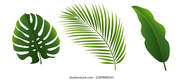 Tropical Leves Set Isolated White Background With Gradient Mesh, Vector Illustration