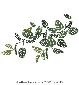 Tropical liana monkey monstera. Philodendron, Monkey Mask clip art, creeper, flower.