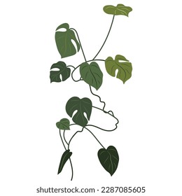 Tropical liana monstera. Philodendron, swiss cheese plant, clip art, creeper, flower, home plant