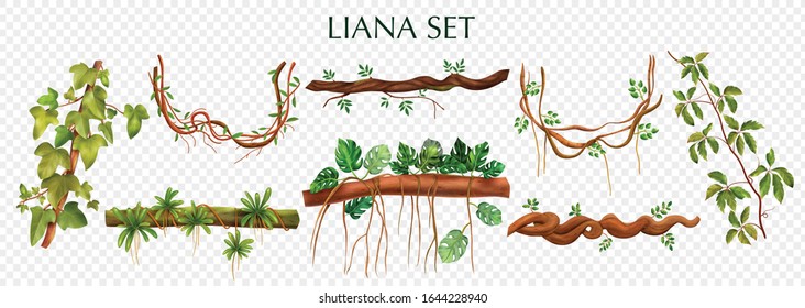 Tropical lianas bindweed with virginia creeper monstera plant decorative vines elements set against transparent background vector illustration 