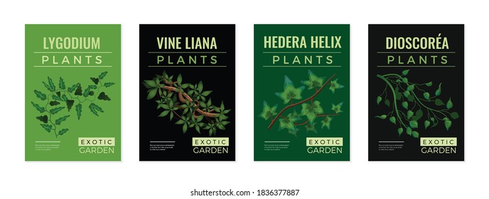 Tropical lianas exotic plants 4 green black background posters set with hedera lygodium climbing vine vector illustration 