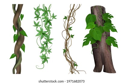 Tropical lianas. Twisted exotic jungle woody plants green climbs tendrils botanical nature objects decent vector realistic pictures