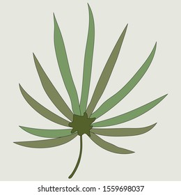 tropical line leaf on light green background vector illustration  