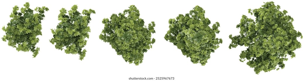 Tropical Liquidambar styraciflua trees isolated used for architecture from the top view
