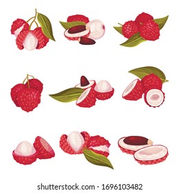 Tropical Lychee Fruit with Pink-red Rind and Brown Seed Vector Set