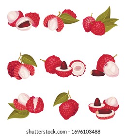 Tropical Lychee Fruit with Pink-red Rind and Brown Seed Vector Set