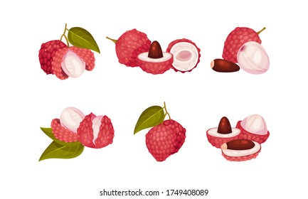 Tropical Lychee Fruit with Pink-red Rind and Brown Seed Vector Set