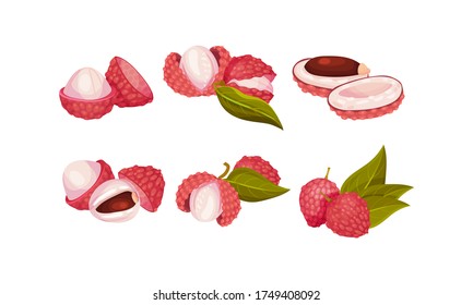 Tropical Lychee Fruit with Pink-red Rind and Brown Seed Vector Set