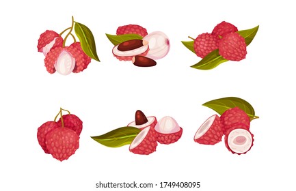 Tropical Lychee Fruit with Pink-red Rind and Brown Seed Vector Set