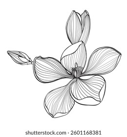 Tropical magnolia flowers branch. Beautiful line illustration. 