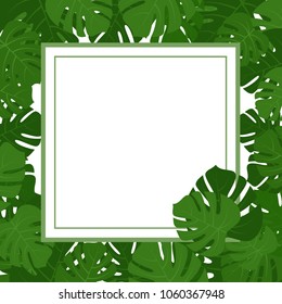 Tropical monstera green leaves frame isolated on white background. Vector illustration