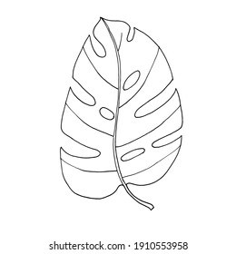 Tropical monstera leaf. Black and white hand drawn vector. Isolated on white background. Botanical graphic element