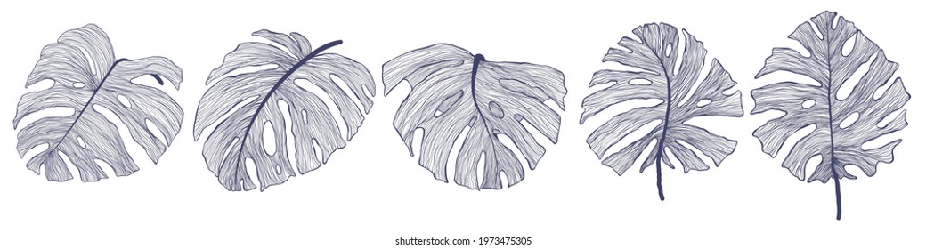 Tropical monstera leaf vector collection in modern linear style. Hand drawn exotic summer leaves bundle. Philodendron leaves set in outline design. Isolated on white background.