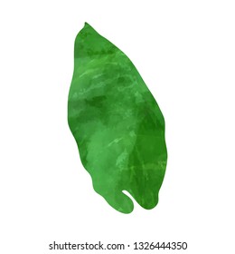 Tropical monstera leaf. Vector illustration. Watercolor textured hand drawn silhouette isolated on white background.