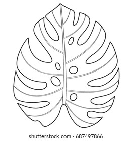 Tropical Monstera leaf. Vector illustration