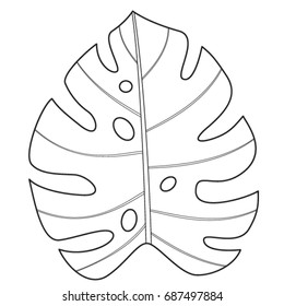 Tropical Monstera leaf. Vector illustration