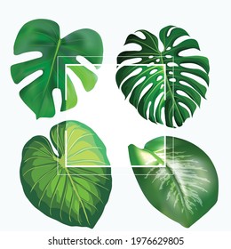 tropical monstera leaves  frame with white background - vector frame high resolution