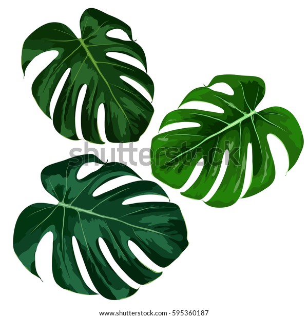 熱帯モンステラの葉 ベクターイラスト のベクター画像素材 ロイヤリティフリー