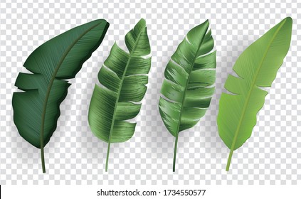 Tropical monstera palm banana leaves set isolated on transparent background