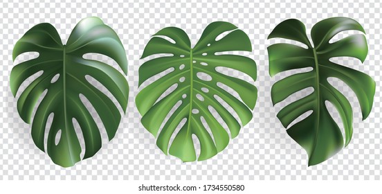 Tropical Monstera Palm Banana Leaves Set Isolated On Transparent Background