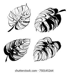 Tropical monstera palm beach leaves hand drawn ink brush style design elements. Vector illustration. Black and white