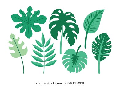 Tropical monstera plant set flat vector illustration white background