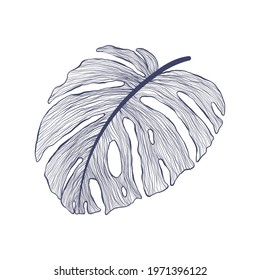 Tropical monstera single leaf in modern linear style. Hand drawn exotic summer leaf illustration. Philodendron leaf in outline design. Isolated on white background.