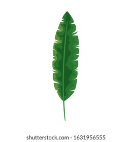 tropical natural leaf isolated icon vector illustration design