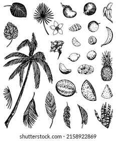 Tropical nature sketches collection. Drawings set of exotic leaves, palm, flowers, fruits. Hand drawn vector illustrations. Cliparts isolated on white.