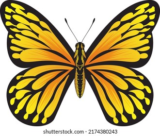 Tropical Orange Butterfly - Beautiful Butterfly vector Illustration