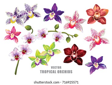 Tropical orchid collection. Vector design isolated elements on the white background.