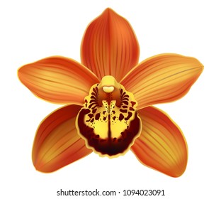 Tropical Orchid Cymbidium flower.
Hand drawn realistic vector illustration on white background.
