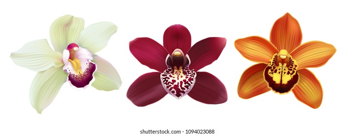 Tropical Orchid Cymbidium flowers.
Hand drawn realistic vector illustration on white background.
