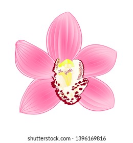 Tropical Orchid Cymbidium Pink Flower Realistic Stock Vector (Royalty ...