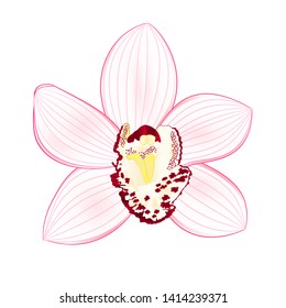 Tropical Orchid Cymbidium white flower realistic  on white background vintage vector illustration editable hand draw