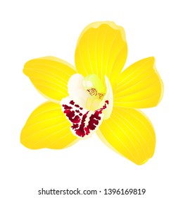 Tropical Orchid Cymbidium yellow flower realistic  on white background vintage vector illustration editable hand draw