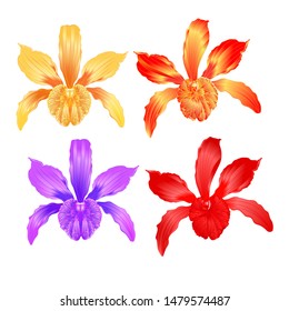 Tropical Orchid flower Cattleya type hybrid orchid with peach colored yellow red purple set  on white background vintage vector illustration editable hand draw

