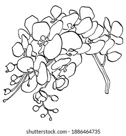 Tropical orchid flower. Floral botanical flower. Isolated illustration element. Vector wildflower for background, texture, wrapper pattern, frame or border.