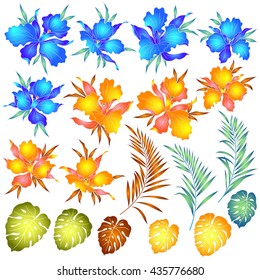 Tropical orchid illustration