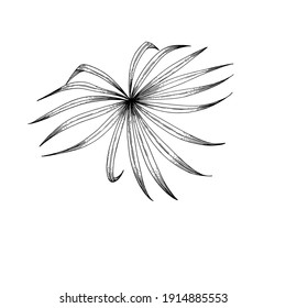 tropical outline palm  leaf on white background. Elegant exotic decoration for cosmetics, spa, perfume, health care products, tourist agency, summer party invitation, aroma.